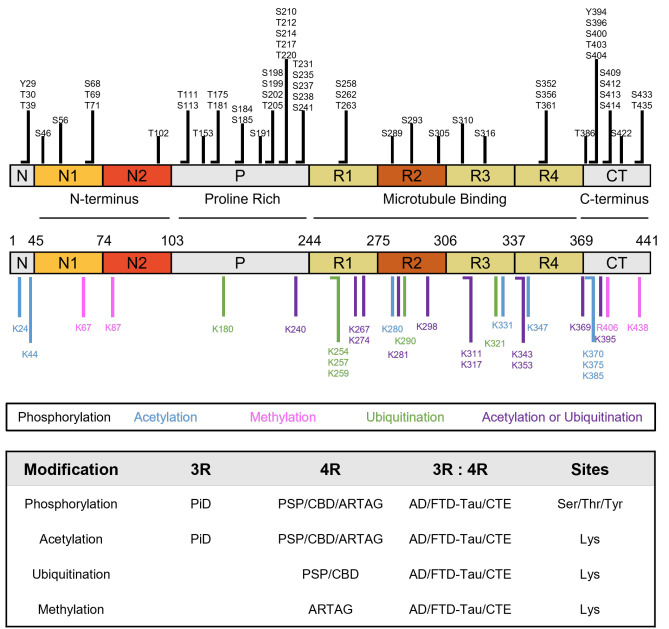 Post-translational modifications of MAPTPhosphorylation (black), acetylation (blue), methylation (pink), ubiquitination (green), and shared acetylation or ubiquitination (purple) sites are indicated. Modifications implicated in tauopathy are enclosed in black boxes.