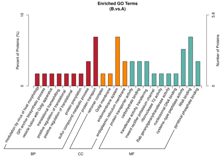 Histogram showing the GO enrichment results of differential proteins for the various comparison group. The enrichment results are in three categories of up to 20 species each (p value < 0.05). The vertical coordinate on the left is x/n, while the vertical coordinate on the right is the number of differential proteins annotated.