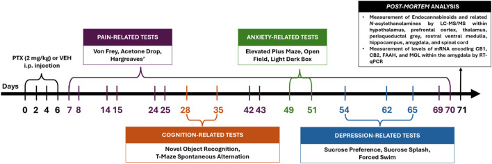 Schematic timeline of the experimental procedures (intraperitoneal injection indicated as i.p.).