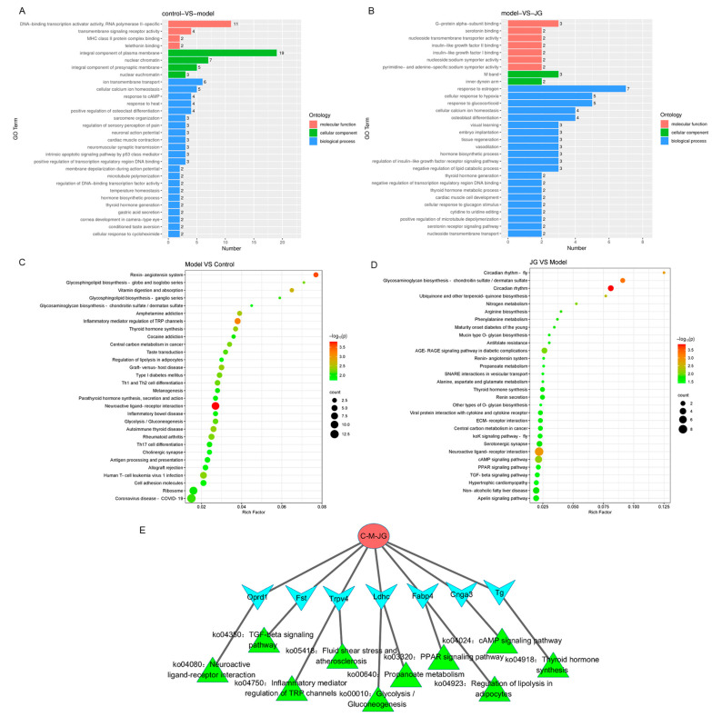 GO enrichment analysis and KEGG pathway enrichment analysis of differentially expressed genes (DEGs). (A) The top 30 GO terms annotated by Model-DEGs. (B) The top 30 GO terms annotated by JG-DEGs. (C) The top 30 KEGG pathways enriched by Model-DEGs. (D) The top 30 KEGG pathways enriched by JG-DEGs. (E) Core network for common DEGs and pathways indicating the potential antinociceptive mechanism of JG on PIPN rats.