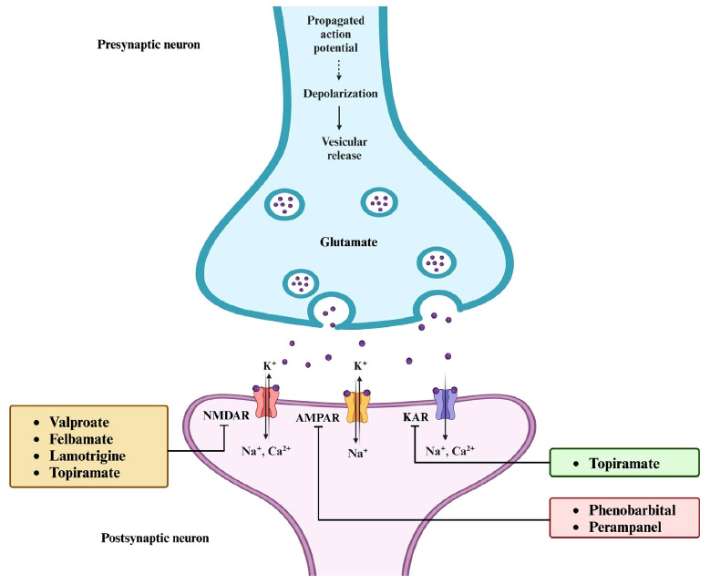 Mechanisms of action of ASMs that act on different receptors to block excitatory neurotransmission in the CNS. Abbreviations: AMPAR: α-amino-3-hydroxy-5-methyl-4-isoxazole propionic acid receptor; KAR: kainate receptor; NMDAR: N-methyl-D-aspartate receptor.