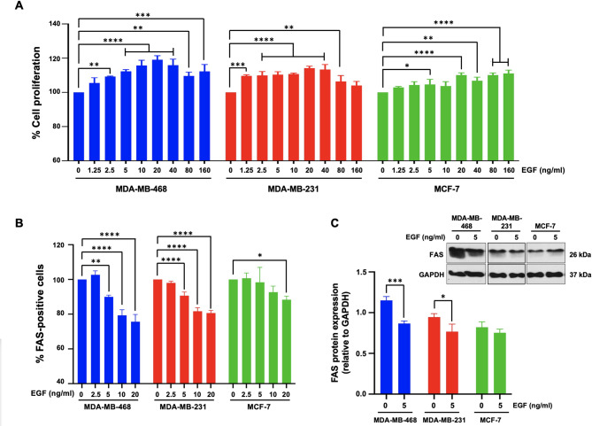 Effects of EGF on cell proliferation and FAS expression in TNBC cells. A TNBC and non-TNBC cell lines were treated with varying concentrations of EGF for 24 h, after which cell proliferation was assessed. B Flow cytometry analysis was performed to quantify the proportion of FAS-positive cells following 24 h of EGF treatment. C Immunoblot analysis was used to evaluate the expression levels of FAS and GAPDH, with densitometric quantification of FAS normalized to GAPDH. The data represent the results of at least three independent experiments and are expressed as the mean ± standard deviation (SD) (N = 3). For panels (A) and (B), statistical significance was determined by One-way ANOVA followed by Dunnett’s multiple comparison test, comparing each EGF concentration to the 0 ng/ml EGF control within each cell line. For panel (C), statistical significance was determined using an independent samples t-test comparing 0 ng/ml EGF to 5 ng/ml EGF within each cell line. * p < 0.05, ** p < 0.01, *** p < 0.001, **** p < 0.0001