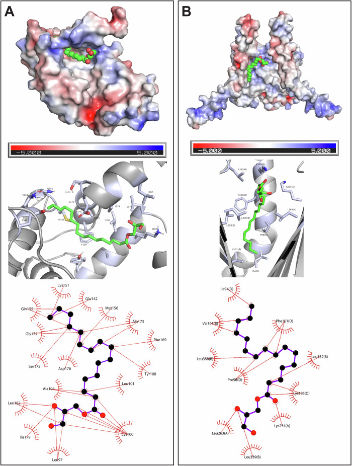 Molecular docking of 1-PG into HPCA and TOMM22.Orientation of 1-PG docked into the identified hydrophobic cavity of (A) HPCA and (B) TOMM22. In both (A) and (B), the top panel shows the docking of 1-PG in the hydrophobic cavity of an electrostatic surface model of the respective protein; the middle panel shows the possible residues interacting with 1-PG within this hydrophobic pocket; and the bottom panel shows a two-dimensional illustration of the various residues putatively interacting with 1-PG docked in the hydrophobic pocket.