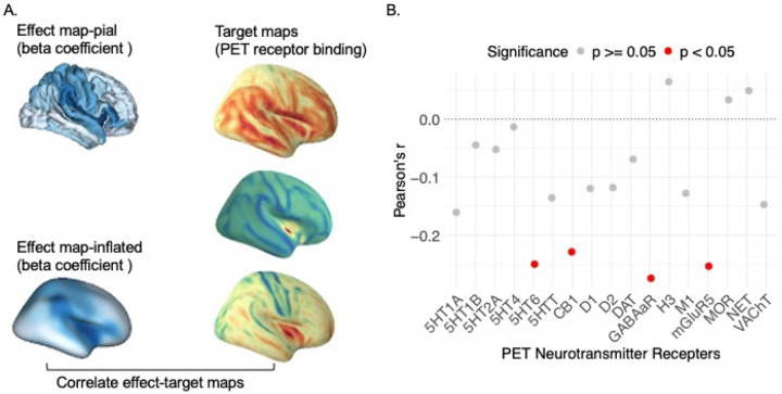 Regional Association Between PGS_CRP Effects on Cortical Thinning and Neurotransmitter Receptor Gradients. (A) The left panel displays the regional effect map of PGS_CRP on cortical thinning (PGS_CRP by age interaction effect beta coefficients) mapped onto the cortical surfaces. The target maps on the right show neurotransmitter receptor distributions based on positron emission tomography (PET) receptor binding for corresponding regions. These neurotransmitter maps are included to aid in conceptualizing receptor gradients across regions and understanding the process; the colors are not indicative of specific data values or quantitative comparisons. (B) The scatter plot in the right panel depicts Pearson’s correlation coefficients (r) between the PGS_CRP effect on cortical thinning and the gradients of various PET neurotransmitter receptors. Red dots indicate significant correlations (puncorrected < 0.05), with notable associations observed for serotonin (5HT6), gamma-aminobutyric acid type a receptor (GABAaR), cannabinoid (CB1), and metabotropic glutamate receptor 5 (mGluR5).
