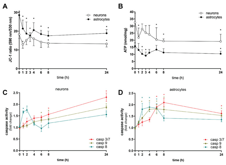 CBD impairs mitochondrial function, affects cellular energetic supply, and activates caspases in rat cortical neurons and astrocytes. Neurons were treated with 0.1 µM CBD, and astrocytes were treated with 0.5 µM CBD for 1 to 24 h. (A) Mitochondrial membrane potential was assessed with JC-1 dye; data (JC-1 fluorescence ratio) were shown as mean ± SD (n = 5). Two-way ANOVA (F7,48 = 6.516; p < 0.0001) followed by Tukey’s post hoc test, * p < 0.05 vs. control. (B) ATP levels were determined using ATPlite 1-step assay system; data were normalized to protein concentration and shown as mean ± SD (n = 5). Two-way ANOVA (F7,63 = 3.958; p = 0.0012) followed by Tukey’s post hoc test, * p < 0.05 vs. control. (C) Neurons were treated with 0.1 µM CBD for 1 to 24 h. Caspase activity was evaluated by Caspase-Glo 8, Caspase-Glo 9, and Caspase-Glo 3/7 assay; data were normalized to the mean value of the control and shown as mean ± SD (n = 5). One-way ANOVA, Dunnett’s post hoc test, * p < 0.05 vs. control. (D) Astrocytes were treated with 0.5 µM CBD for 1 to 24 h. Caspase activity was evaluated by Caspase-Glo 8, Caspase-Glo 9, and Caspase-Glo 3/7 assay, data were normalized to the mean value of the control and shown as mean ± SD (n = 5). One-way ANOVA, Dunnett’s post hoc test, * p < 0.05 vs. control.