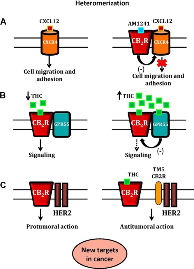 A schematic representation of CB2R-CXCR4, CB2R-GPR55 and CB2R-HER2 heteromers and their role as new targets in cancer. In Panel (A), the activation of CB2R-CXCR4 heteromers inhibits prostate cancer cell migration and adhesion. The binding of CXCL12 to its receptor, CXCR4, induces CXCR4-mediated cell migration and adhesion. The application of both CXCR4 and CB2R agonists inhibits the effect of CXCR4 agonist, due to the presence of functional CB2R-CXCR4 heteromers. In Panel (B), the hypothetical effect of THC on the CB2R-GPR55 heteromer. At low concentrations, THC acts as a CB2R agonist promoting signaling. At higher concentrations, THC targets GPR55, acting as an antagonist, and by cross-antagonism, inhibits CB2R signaling. In Panel (C), the proposed mechanism of control of the CB2R-HER2 heteromer in breast cancer is shown. The HER2-CB2R heteromer is disrupted by THC or by using a synthetic peptide with the amino acid sequence of specific transmembrane 5 domain (TM5) of the CB2R, triggering the inactivation of HER2 and producing antitumor responses.
