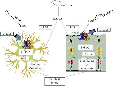 Mode pattern illustrating the possible mechanisms of RvD2’s alleviation of cerebral ischemic and reperfusion injury. The intracellular ROS in neurons and endothelial cells were active and induced cell apoptosis and cerebral injury after MCAO/R induction. Extracellular 17-HDHA generated RvD2 depending on the phosphorylation of 5-LOX. RvD2 bound to its receptor GPR18 in the plasma membrane and triggered intracellular signal transduction through phosphorylation of ERK1/2, followed by stimulating nNOS or eNOS to suppress neuronal or endothelial cells apoptosis and induced an increase of tight junction protein ZO-1 to maintain BBB integrity. This pathologic process alleviated early brain injury after MCAO/R