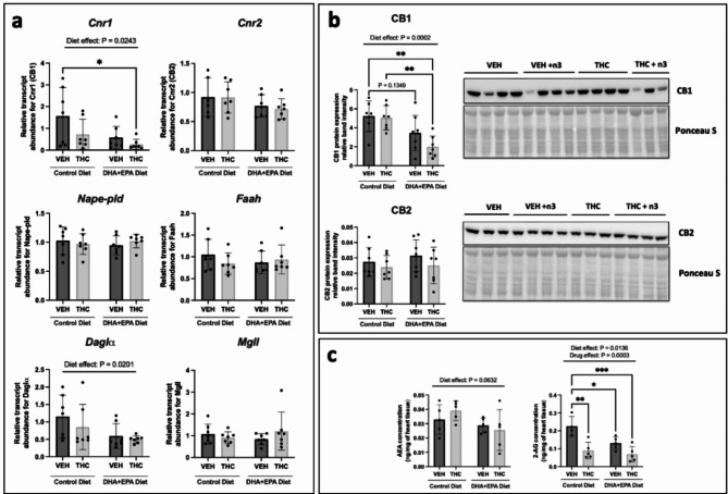 Maternal DHA + EPA-enriched diets alter the transcript, protein and endocannabinoid levels of the canonical endocannabinoid system in PND21 vehicle and THC-exposed offspring hearts. (a) Transcript abundance of cannabinoid receptors and enzymes responsible for endocannabinoid turnover. All transcript data is normalized to two housekeeping genes, β-actin and Gapdh. (b) Protein expression with represented immunoblots of cannabinoid receptors CB1 and CB2. All protein data was normalized to Ponceau S total protein stain. Each immunoblot target shown is the representative from one out of two immunoblots performed. A pooled sample was loaded into the last lane on the right (cropped out) to normalize relative band intensity between the two blots. Full-length blots can be found in Supplementary Fig. S5 & S4. (c) HPLC quantification of endocannabinoids, AEA (left) and 2-AG (right) relative to tissue weight. Data are represented at means ± SD. For panels (a) and (b) n = 7–8 males hearts/treatment group. For panels (c) n = 5 males hearts/treatment group. Each data point represents a male offspring heart from a single and different dam, Significance was determined by a two-way ANOVA post-hoc Tukey’s, *P < 0.05, **P < 0.01, ***P < 0.001. Significant diet effect (control diet vs. DHA + EPA diet), drug effect (VEH vs. THC) and interaction are labelled at the top of respective graphs, where applicable.