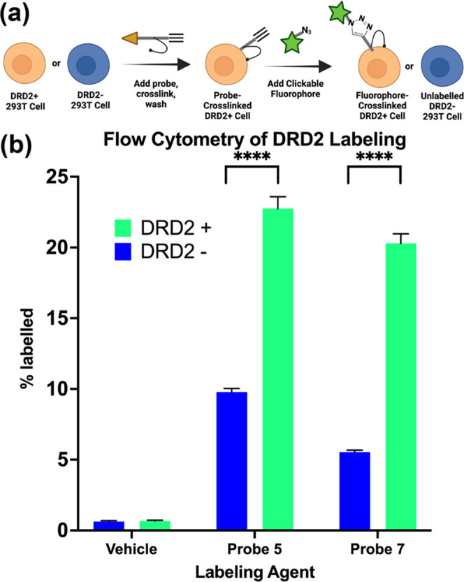 Flow cytometry quantification of probe labeling. (a) Schematic of flow cytometry workflow. (b) DRD2-expressing 293T cells or untransduced 293T cells (negative control) are treated with a 100 nm probe, which is photo-cross-linked, and an Alexa Fluor 555 azide is then “clicked” onto the probe. The cells were then analyzed by flow cytometry. P values determined using two-way ANOVA in GraphPad; **** corresponds to P < 0.0001.