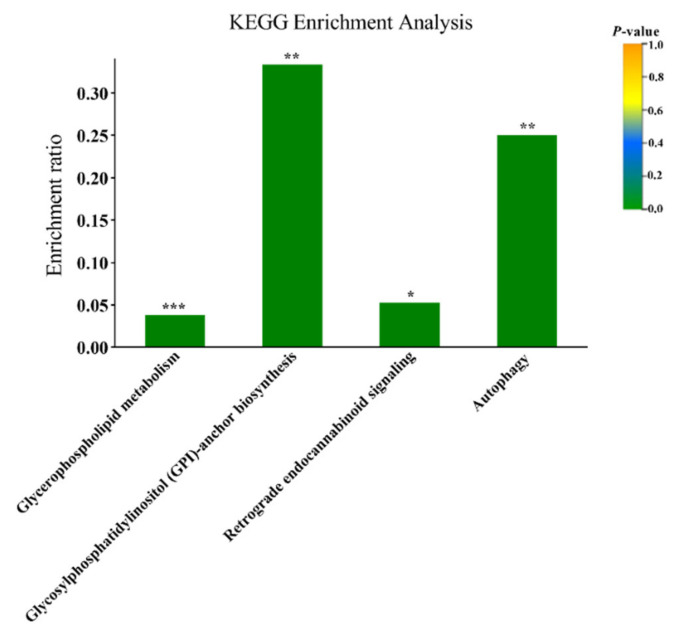 Metabolic pathway enrichment analysis of plasma of cows with different calving body condition score. The X-axis indicates the name and classification of the pathway. Y-axis represents the enrichment ratio (Enrichment ratio = sample number/background number). “***”, “**”, and “*” in the figure means the value of p < 0.001, < 0.01 and < 0.05, respectively. KEGG, Kyoto Encyclopedia of Genes and Genomes.