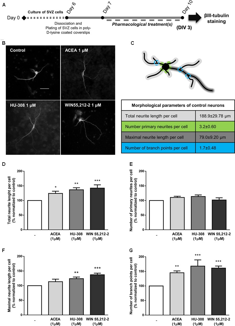 CB1R and CB2R activation induce neuronal maturation of SVZ cultures. (A) Schematic representation of the experimental protocol. Day 0 represents the day of cultures; at Day 6 SVZ neurospheres were dissociated and plated for 24 h and at Day 7 cells were exposed to pharmacological treatments for further 3 days (Day 10). (B) Representative digital images of βIII tubulin (white) positive cells in control and ACEA, HU-308, WIN55,212-2 treated cultures. (C) Illustrative image representing the color-coded morphological parameters evaluated and respective table with absolute values of control SVZ cultures for each parameter. (D–G) Bar graphs depict total length (D), number of primary (E), maximal length (F), and number of ramifications (G) of neurites per cell. Values were normalized to the control mean for each experiment and are represented as mean ± SEM. Control was set to 100%. n = 4–9. ∗p < 0.05, ∗∗p < 0.01, ∗∗∗p < 0.001, using Sidak’s multiple comparison test. Scale bar = 30 μm.