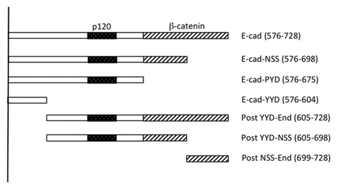 Figure 1. Schema of the E-cadherin cytoplasmic tail and mutants used in this study. The “core” p120 binding site13 and β-catenin binding site are identified. C-terminal truncations are named for the final (C-terminal) three amino acids in the truncation. The amino acid positions that mark the N- and C-termini of the fragments (numbered from the beginning of the mature protein) are indicated in brackets.