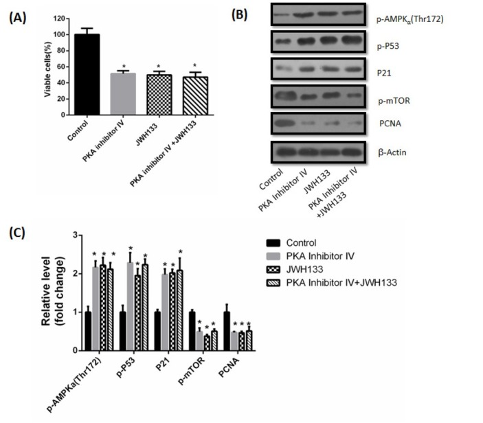 PKA inhibitor IV did not abolish the effects of JWH133 on C6 cells. (A) Effect of JWH133 (5 μM) on the viability (48 h) of C6 cells incubated in the presence or absence of the 500 nM PKA Inhibitor IV. The original western blot images (B) and statistic graphs (C) of p-AMPK (Thr172), p-P53, P21, p-mTOR and PCNA expression levels in C6 cells administration of JWH133 (5 μM, 48 h) with or without PKA inhibitor IV (500 nM). Data were relative density to that in Control group. Data were the mean ± SEM of three different experiments, *P<0.05 versus control.