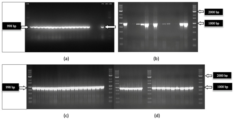 Detection of Cannabis sativa mitovirus 1 (CasaMV1) by RT-PCR using specific primers showing the 998 bp band (arrow) was present in leaves of 17 out of 20 genotypes grown indoors (a) and in leaves of 10 out of 14 genotypes grown outdoors (b). The intensity of the band varied across individual plants in outdoor samples representing four genotypes. In (c,d), the mitovirus was detected in all samples assayed. These samples originated from four genotypes and consisted of roots, petioles, leaves, and flower tissues from plants grown indoors. The intensity of the bands was consistent across all samples. Blank lanes are water controls.