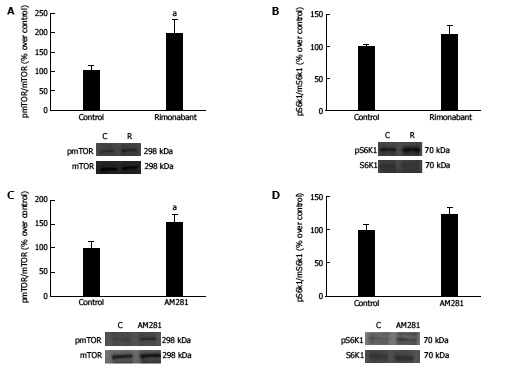 Measures of phospho-mTOR/mTOR levels (A) and phospho-S6K1/S6K1 (B) in gastric mucosa and representative Western blots from animals in the fasting state treated with i.p. rimonabant or vehicle (n = 9). Measures of phospho-mTOR/mTOR levels (C) and phospho-S6K1/S6K1 (D) in gastric mucosa and representative Western blots from animals in the fasting state treated with i.p. AM281 (n = 6) or vehicle (n = 6). β-actin was used as a loading control. Dividing lines indicate splicings within the same gel. The results are expressed as percentages over control, aP < 0.05.