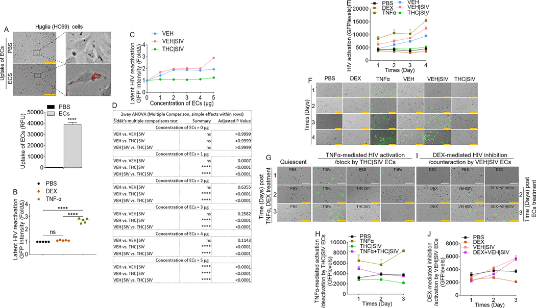 Effect of basal ganglia derived ECs on HIV reactivation in microglia (huglia, HC69) cells.A) Representative microscopic images of internalized DIR-labeled ECs by huglia cells (top) and the level of internalized ECs (bars, bottom). Black squares represent enraged images linked with broken lines. B) The levels of latent HIV LTR promoter transactivation (GFP expression) by control molecules, including PBS, dexamethasone (DEX) and TNFα). C) Concentration (1 μg, 2 μg, 3 μg, 4 μg, 5 μg in 100 μL)-dependent assessment of the potency of ECs from different sources in transactivation of latent HIV LTR promoter at 96 h after treatment. D) 2-way ANOVA (Šídák’s Multiple Comparison, simple effects within rows) analysis for the data in panel “C”. E) Quantification of latent HIV LTR promoter transactivation (GFP expression, green) at different times (days 1, 2, 3, 4) after treatment with VEH, VEH | SIV, THC | SIV ECs and other compounds (PBS, DEX, TNFα). F) Representative microscopic images of huglia cells on day 4 after treatment with VEH, VEH | SIV, THC | SIV ECs and other compounds (PBS, DEX, TNFα) showing latent HIV LTR promoter transactivation (GFP expression, green). G) Representative microscopic images of hμglia cells showing THC | SIV ECs suppressing TNFα-mediated HIV LTR promoter reactivation. H) The levels of HIV reactivation (GFP expression) by TNFα and suppression by THC | SIV ECs. I) Representative microscopic images of hμglia cells showing VEH | SIV ECs reversing DEX-mediated inhibition of HIV LTR promoter reactivation. J) The levels of inhibition of HIV reactivation (GFP expression) by DEX and reactivation by VEH | SIV ECs. All experiments were repeated three times. Statistical differences were assessed by ordinary 2-way ANOVA with Tukey’s multiple comparison test as presented on Tables 4 – 6. ns = non-significant. Scale bars (horizontal orange lines) = 200 μm.