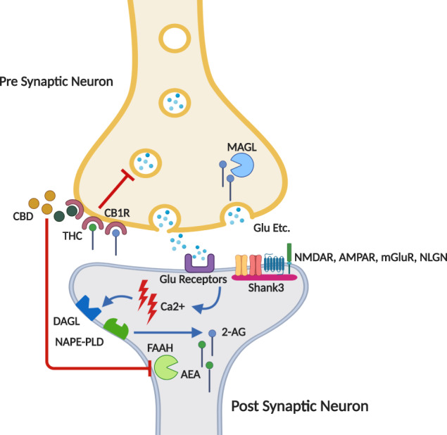Schematic diagram of the EC system in glutamatergic synapse.A neurotransmitter (for example, glutamate) is released from the pre-synaptic neuron and binds its receptors in the post-synaptic neuron, causing post-synaptic depolarization and Ca2+ influx. The resultant increase in Ca2+ concentrations drives production of endocannabinoids such as anandamide (AEA) and 2-arachidonoylglycerol (2-AG) by Nacetylphosphatidylethanolamine-hydrolyzing phospholipase D (NAPE-PLD) and diacylglycerol lipase (DAGL) respectively, which in turn travel retrogradely from the post-synaptic neuron to the pre-synaptic neuron, where they bind CB1 receptors (CB1R). CB1R activation leads to suppression of further neurotransmitter release. AEA and 2-AG are degraded rapidly by FAAH and MAGL, respectively. CB1R can also be activated by exogenous agents such as the phytocannabinoids THC and CBD, which are found abundantly in the cannabis plant. Whilst THC has a strong affinity to the CB1R, CBD has a very low affinity to this receptor and its effects are mediated mostly by other means, such as inhibition of FAAH and elevating AEA levels. Also specified in this Figure is the SH3 and multiple ankyrin repeat domains 3 (SHANK3) protein, also known as proline-rich synapse-associated protein 2 (ProSAP2). SHANK3 is a scaffold protein that connects receptors to cytoskeletal signaling molecules and binds many ion channels, other scaffolding proteins, enzymes, and signaling molecules in the post-synaptic densities (PSDs). Since SHANK3 is concentrated in glutamatergic synapses, it interacts with all prominent glutmate receptors, such as NMDA, AMPA, and mGlu receptors. SHANK3 also indirectly interacts with Neuroligins (NLGN), a family of post-synaptic adhesion molecules. Most of these interactions are indirect and mediated by post-synaptic proteins such as GKAP, Homer PSD95 etc.