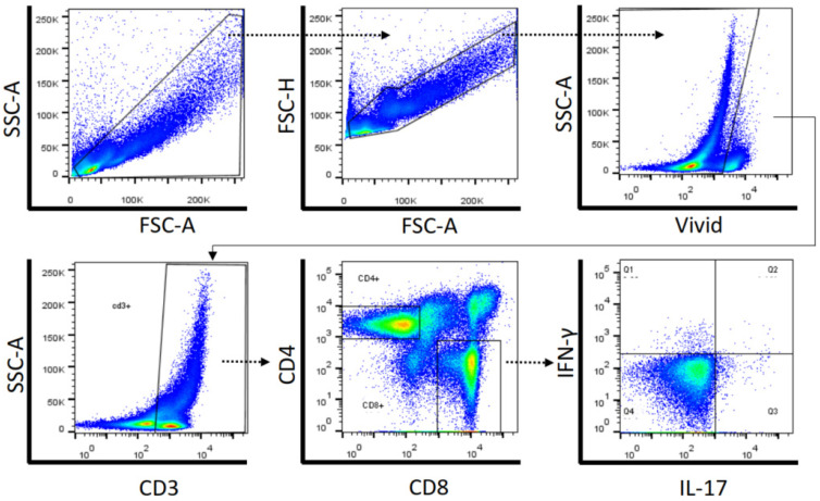 Representative gating strategy used for lymphocyte identification by flow cytometry using forward and side scatter properties. Lymphocytes were gated on CD3+ and the percentages of CD4+ and CD8+ T lymphocytes were determined. In each gate of CD4+ and CD8+ T cells, the percentages of IFN-γ and IL-17-producing T cells were determined. Dead cells were excluded using LIVE/DEAD® labeling (ViViD).