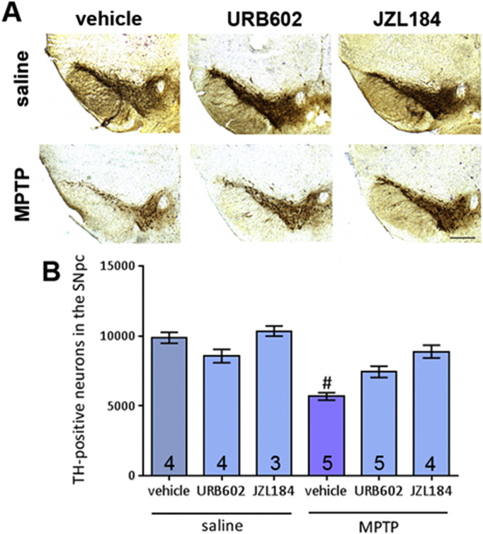 Effect of two MAGL inhibitors, URB602 and JZL184, on MPTP toxicity in the SNpc. (A) Representative photomicrographs of TH-stained SN sections following treatment with URB602 or JZL184 with either saline or MPTP (scale bar is 200 μm). (B) Neither treatment significantly attenuated MPTP-induced reductions in TH-positive neurons. Data are mean ± SEM, n — numbers displayed on bars. One-way ANOVA: F(5, 19) = 3.500, p = 0.02. # p < 0.05, compared to saline treated control groups and JZL184 + MPTP group (Newman–Keuls post hoc test).