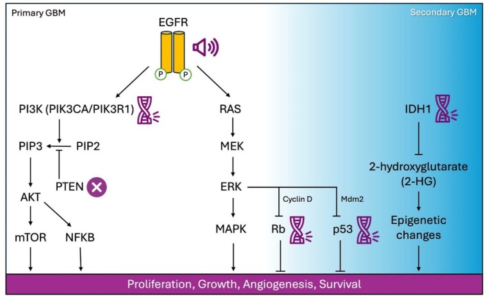 Common molecular alterations in primary and secondary glioblastoma (GBM). This schematic highlights the key oncogenic signaling pathways and mutations commonly associated with primary (left, white background) and secondary GBM (right, blue background).