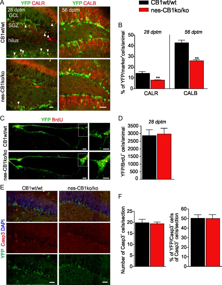 (A) Maximum intensity projections of z-stacks showing YFP- positive cells expressing calretinin (CALR) at 28 dptm (arrowhead: co-localizing cell) and calbindin (CALB) at 56 dptm. Scale bar, 20 μm. (B) Quantification of YFP cells co-localizing with the two stage-specific markers. Deletion of CB1 reduced the YFP/CALR-positive population at 28 dptm and YFP/CALB-positive population at 56 dptm. N = 4 animals/group *P < 0.05, **P < 0.01, two-tailed unpaired Student’s t-test. (C) Maximum intensity projections of z-stacks showing YFP/BrdU-positive cells in the SVZ at 28 dptm, overview and magnified area of the rectangle in the overview. Scale bar, 50 μm. (D) Quantification of anti-BrdU and anti-YFP co-staining in the SVZ demonstrates no difference between CB1wt/wt and nes-CB1 ko/ko animals. (n = 4 for CB1wt/wt, n = 5 for nes-CB1ko/ko). (E) Exemplary micrographs showing apoptotic cells evaluated by activated caspase-3 (Casp3) staining and YFP-positive cells in CB1wt/wt and nes-CB1ko/ko mice at 28 dptm. Scale bar, 20 μm. (F) Averaged number of Casp3-positive cells in the DG per hippocampal section (left panel) and percentage of YFP/Casp3-positive cells of all Casp3-positive cells per section (right panel) at 28 dptm. N = 4 animals per genotype (CB1wt/wt: n = 13 sections; nes-CB1ko/ko: n = 19 sections).