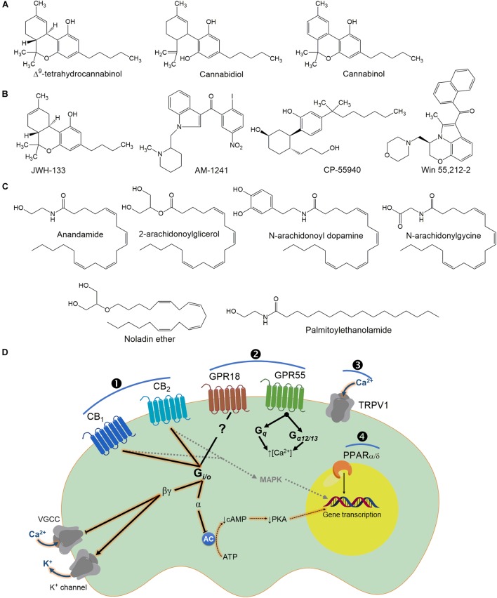 Chemical structures of some plant (A), synthetic cannabinoids (B) and endocannabinoids (C) that bind to cannabinoid receptors (D). It is interesting to note that cannabinoids could activate intracellular pathways by direct activation of its receptors (\protect❶ and ❷) or modulate other family receptors (\protect❸ and ❹), which contribute to the biological effect of these molecules (particularly for the endocannabinoids). In general terms, classic cannabinoid receptors (CB1 and CB2) are GPCRs, which are canonically coupled to Gi/o proteins. Consequently, under CB1/2 receptors: (i) a decrease of adenylyl cyclase (AC) activity; (ii) an inactivation of Ca2+ channels; and (iii) activation of inwardly rectifying K+ channels are achieved. These are signal transduction systems associated with inhibition of neurotransmitter release. The inhibition of AC occurs via activation of Gαi-mediated signaling whereas Gαo-activation results in inhibition of voltage-dependent Ca2+ channels (VDCCs) through the release of associated βγ subunits (apparently CB2 receptors are ineffective, compared with CB1, for shifting ionic currents via βγ subunits). In addition to PKA inhibition, CB1/2 receptor signaling also leads to the downstream activation of MAPK which can regulate nuclear transcription factors and consequently expression of several genes. Note that GPR18 seems to be coupled to Gi/o proteins, whereas GPR55 has been associated with an increase of intracellular Ca2+ via Gα12/13. In the case of TRPV1 channels (a non-selective cation channel for Ca2+, Mg2+, and Na+ ions), it is well-known that agonist can be used rationally for the treatment of pain considering that this channel under constant activation desensitizes the nociceptive neuron. Finally, although not fully investigated, cannabinoid compounds could also activate PPARα/δ, which are involved in pain modulation and transmission.