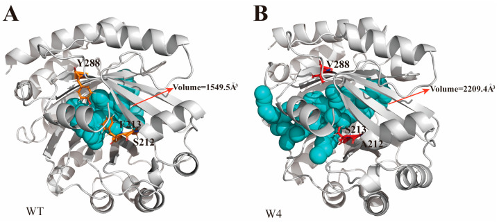 Structural and substrate-binding pocket size comparison between the wild-type (A) and the W4 mutant (B) variant.
