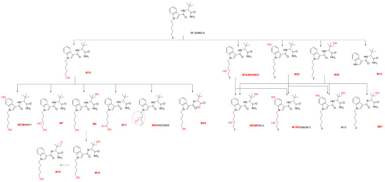 The 28 metabolites and predicted metabolic ways of 5F-ADBICA. (The metabolites highlighted in red were detected in zebrafish).