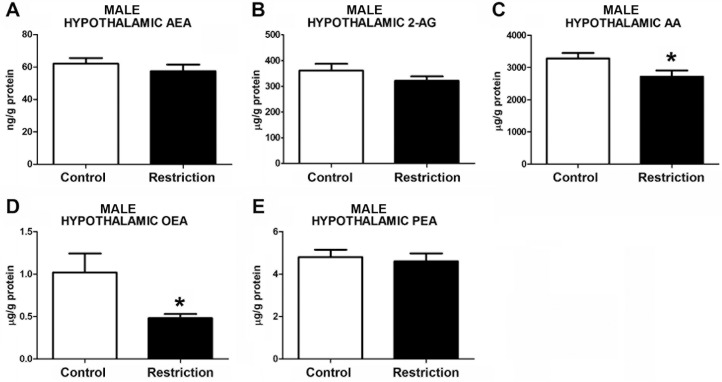 Endocannabinoid and endocannabinoid-related lipid levels in the hypothalamus of male offspring at birth.Anandamide (AEA), 2-arachidonoylglycerol (2-AG), arachidonic acid (AA), oleoylethanolamide (OEA) and palmitoylethanolamide (PEA) levels in the hypothalamus of male offspring (A-E) from control dams (n = 14) and calorie-restricted dams (n = 14) at birth (open bars and solid bars, respectively). Values are expressed as mean +/- SEM. Data were analyzed by Student´s t-test (A, B) or Mann Whitney´s U test (C, D, E): *p<0.05.