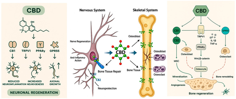 Representative image illustrating the main biological effects of cannabidiol (CBD) on the nervous system and skeletal system, highlighting its biological and therapeutic mechanisms. CBD interacts with multiple molecular targets, including CB1 and CB2 cannabinoid receptors, TRPV1 channels, PPARγ, and GPR55 receptors. Activation of CB2 promotes mesenchymal stem cell (MSC) differentiation into osteoblasts, enhancing mineralization and angiogenesis. Through TRPV1 and PPARγ, CBD modulates the Wnt/β-catenin pathway, supporting osteocyte function and bone homeostasis. Additionally, CBD reduces pro-inflammatory cytokines (IL-1β, TNF-α) and regulates osteoclast activity via GPR55, contributing to controlled bone remodeling. Collectively, these mechanisms result in enhanced osteogenesis and bone regeneration.