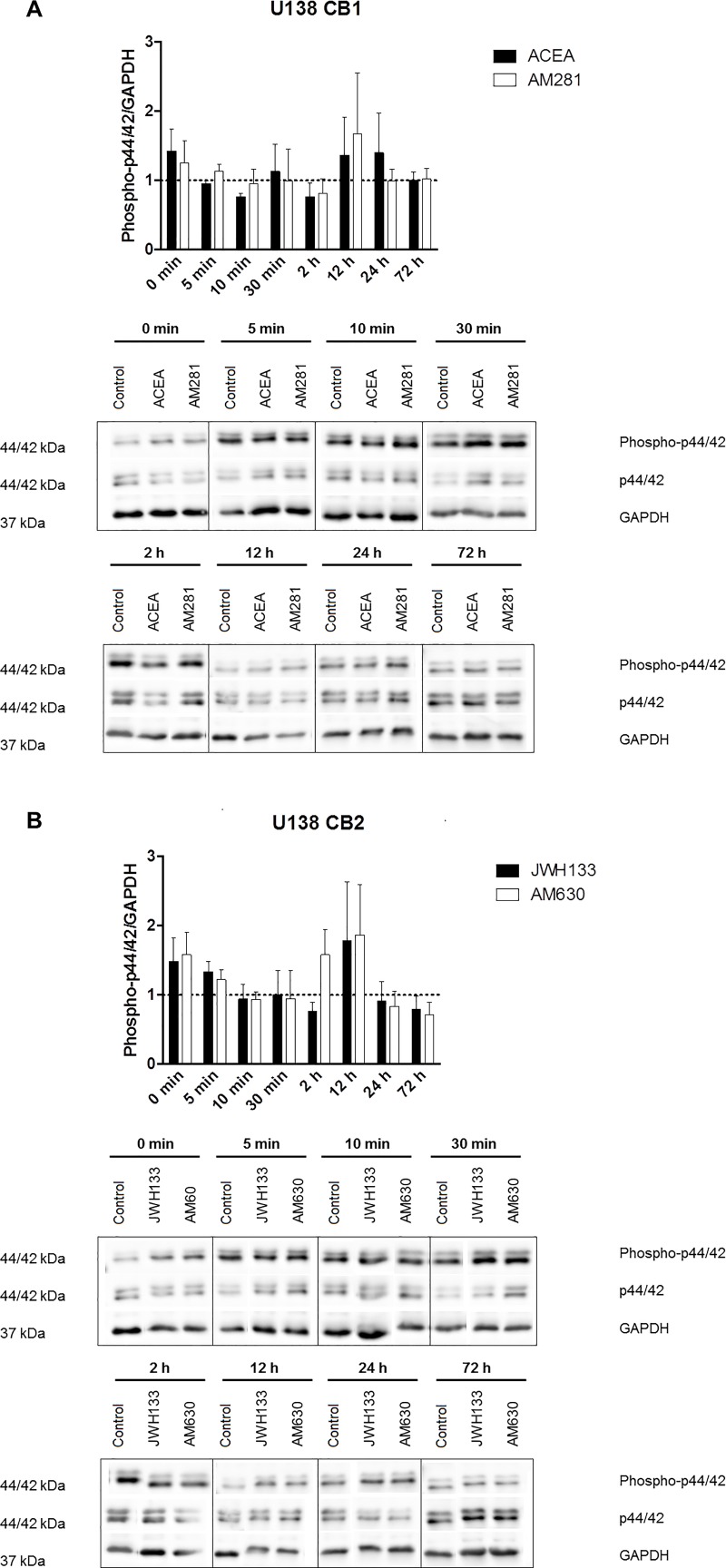 P44/42 MAPK phosphorylation of U138 cells after cannabinoid treatment.A) depicts the phosphorylation of p44/42 MAPK of U138 cells after CB1 agonist and inverse agonist treatment. B) shows the phosphorylation of p44/42 MAPK of U138 cells after CB2 agonist and inverse agonist treatment. All values depict the mean of the measurements together with the sem. No significant changes can be observed for all chosen time points and treatments. All measurements were normalized to the control of the respective time point.