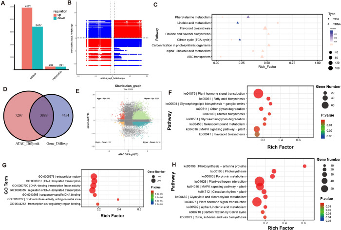 A complex data visualization consists of multiple panels. Panel A is a bar chart showing upregulated and downregulated mRNA and metabolites. Panel B is a scatter plot indicating mRNA and metabolite fold changes in red and blue. Panel C is a scatter plot of pathways, illustrating rich factors with points varying in size and color. Panel D is a Venn diagram comparing ATAC_Diffpeak and Gene_Diffexp counts. Panel E is a distribution graph of gene versus ATAC log2 fold change. Panels F and G show dot plots of pathways and gene ontology terms based on rich factors and gene numbers. Panel H displays another pathway dot plot.
