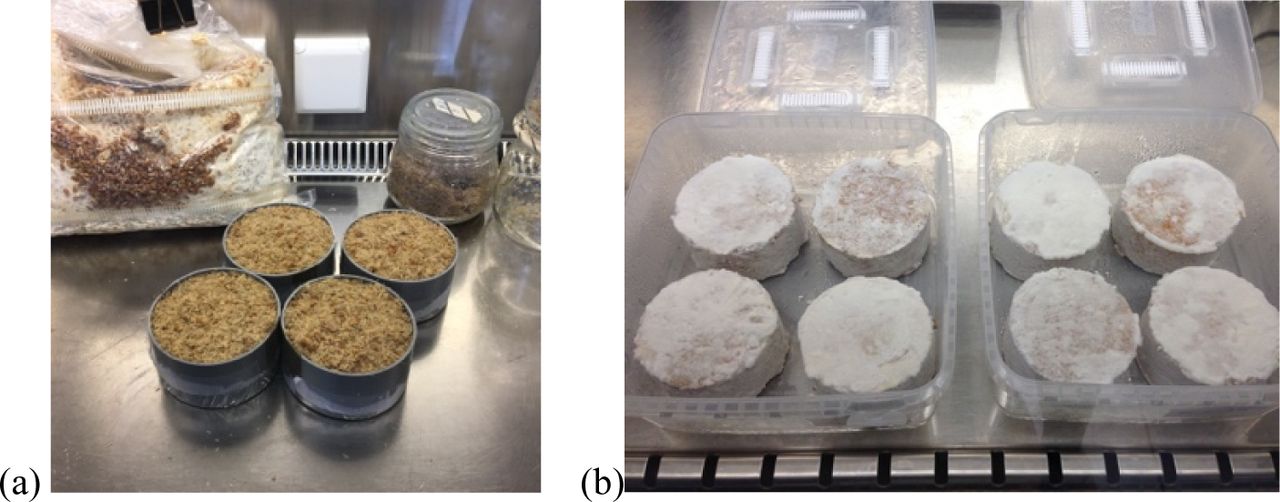 (a) Preparation of samples in moulds for the compression test in the laminar flow. (b) Unmoulding of samples after 8 days.
