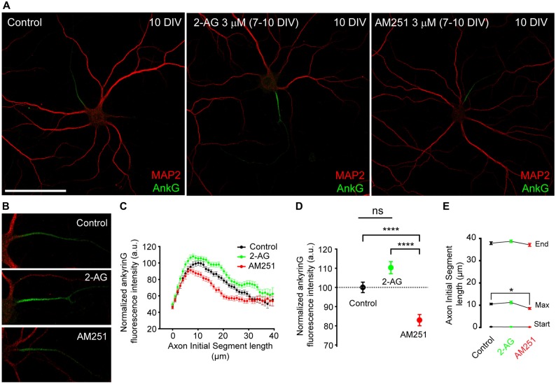 CB1R inhibition, after dendrites formation, diminishes ankyrinG expression at the AIS. (A,B) 10-DIV hippocampal neurons treated daily with cannabinoid receptor agonist 2-AG or CB1R antagonist AM251 from 7 to 10 days. High-magnification pictures of the AIS of each neuron are shown in (B). Scale bar = 100 μm. (C) AnkyrinG fluorescence intensity profile along the AIS in control, 2-AG- or AM251-treated neurons. Data were acquired from three independent experiments (30 neurons/experimental condition in each experiment). (D) Normalized ankyrinG total fluorescence intensity at the AIS of neurons represented in (C). (E) Graph representing the mean ± SEM of the start and end positions of the AIS, as well as, the position of the maximum fluorescence intensity at the AIS for each experimental condition. Kruskal-Wallis, Dunn’s multiple comparisons test. Adjusted p values: *p < 0.05; ****p < 0.0001, ns, non-significant; a.u., arbitrary units.
