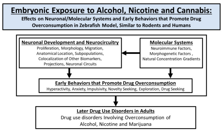Schematic summarizing the main sections of this review, focusing on the use of zebrafish to study the effects of embryonic exposure to alcohol, nicotine and cannabis on neuronal and molecular systems and early behaviors that promote drug overconsumption. Advanced techniques available to study the direct relation of the brain to behavior in zebrafish after embryonic drug exposure include, for example, optogenetics, chemogenetics, targeted laser ablation, genetic manipulations, calcium imaging, and behavioral screenings. Examples of the use of some of these techniques in the context of embryonic alcohol exposure can be found in our recent studies [3,4,5,6,7].