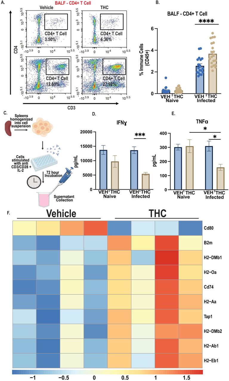 THC limits inflammatory T cell activation while preserving antigen presentation programs.T cell accumulation, cytokine production, and antigen presentation-associated gene expression were assessed in vehicle and THC-treated mice. (A and B) Representative BALF flow cytometry plots (A) and frequency of CD4⁺ T cells among CD45⁺ cells (B) from naïve and Nb-infected mice. (C) Schematic of ex vivo splenocyte stimulation. (D and E) IFNγ and TNFα concentrations following ex vivo splenocyte stimulation. (F) Targeted heatmap of MHC class II, antigen presentation, and costimulation-associated genes in CD11c⁺ lung macrophage-enriched cells from vehicle and THC-treated infected mice. Data are presented as mean ± SEM. BALF flow cytometry and cytokine data are pooled from 2 independent experiments with n = 4 to 7 mice per group. RNA sequencing data are representative of 1 experiment with 7 mice per group pooled into 4 RNA sequencing libraries per group. Statistical analysis was performed using two-way ANOVA with Tukey’s multiple comparisons test. Genes shown in (F) met criteria of absolute log2 fold change > 0.25 and adjusted p value < 0.05 by DESeq2. *p < 0.05; ***p < 0.001; ****p < 0.0001.