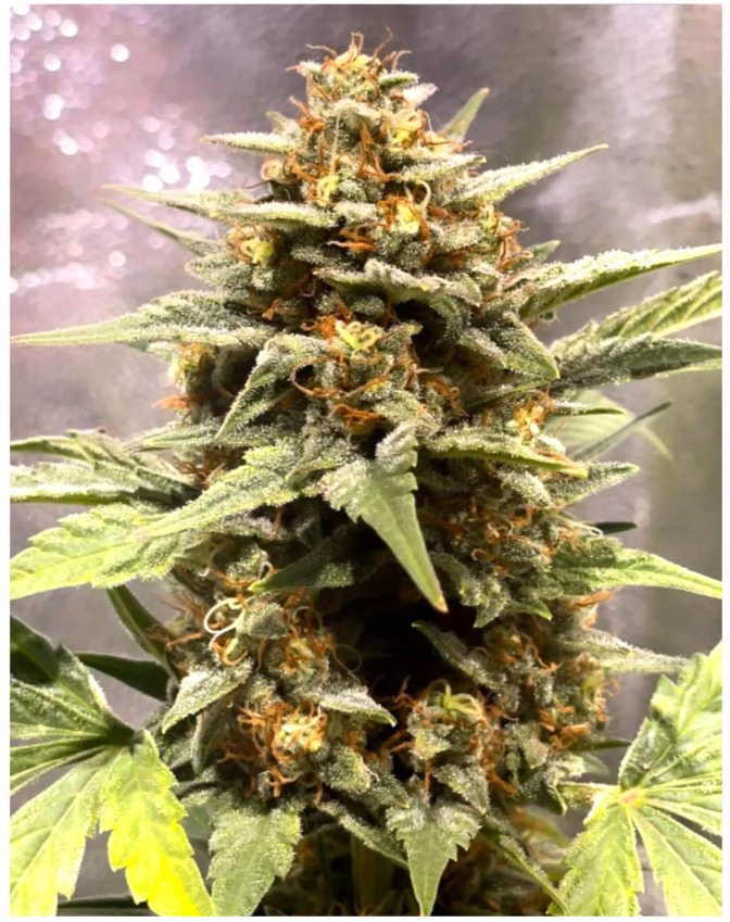 Representative image of the main cola of Cannabis sativa L., illustrating the organization of the inflorescence, the morphology of sugar leaves, and sections of fan leaves extending from the floral cluster.