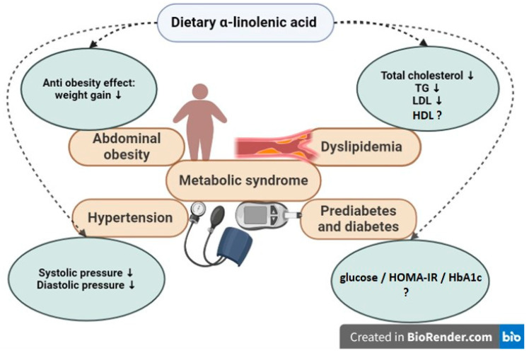 The potential favorable effects of dietary α-linolenic acid on main components of metabolic syndrome on abdominal obesity [78]; hypertension [95]; dyslipidemia [25,90,91,95]; and prediabetes, diabetes in human studies; none of the effects was confirmed in all studies; TG, triglycerides; LDL, low-density cholesterol; HDL, high-density cholesterol; HbA1c, glycated hemoglobin A1c; HOMA-IR, Homeostatic Model Assessment for Insulin Resistance; ? meaning is that potential beneficial effects are still questionable, unknown.