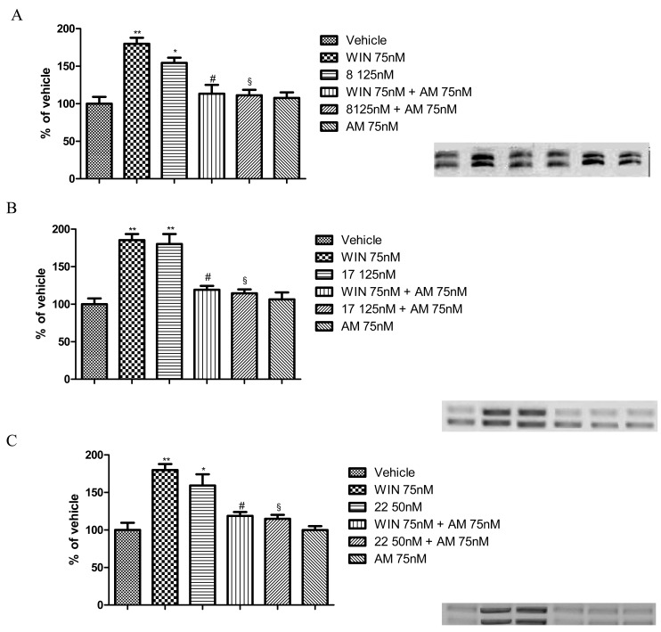 Panels A-C show the inhibition by the CB2 selective antagonist AM630 (AM) of the effect of CB2 agonists towards HL-60 cells: 8 (Panel A), 17 (Panel B), and 22 (Panel C). The concentrations of the CB2 agonists were defined according to the peaking doses detected in Figure 3; that of AM630 was chosen among the doses lacking an intrinsic activity and providing an appropriate block of the CB2 receptor. The assays were carried out with 5 min pre-treatment with AM630, followed by a 15 min exposure to CB2 agonist derivatives. On the right side are shown representative western blots of P-ERK expression. Data are expressed as mean percentage of vehicle ± SEM and are the results of five separate experiments. *p < 0.05 vs vehicle; **p < 0.05 vs vehicle; #p < 0.05 vs WIN55,212-2; §p < 0.05 vs 8, 17, or 22.