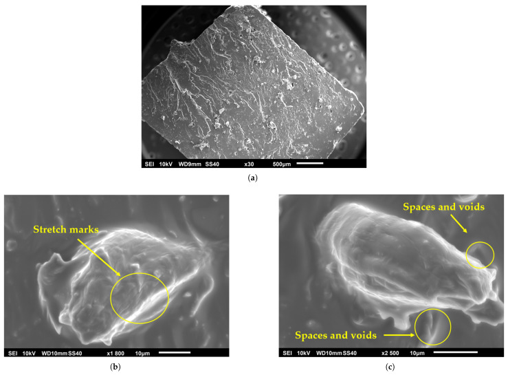SEM micrographs illustrating the poor interfacial adhesion between a hemp fiber and the polymer matrix in a composite. (a) Low-magnification (×30) overview of the fracture surface. (b) High-magnification (×1800) view showing stretch marks on the fiber surface. (c) Higher-magnification (×2500) view clearly indicating a weak bond, evidenced by the presence of spaces and voids at the fiber–matrix interface [207].