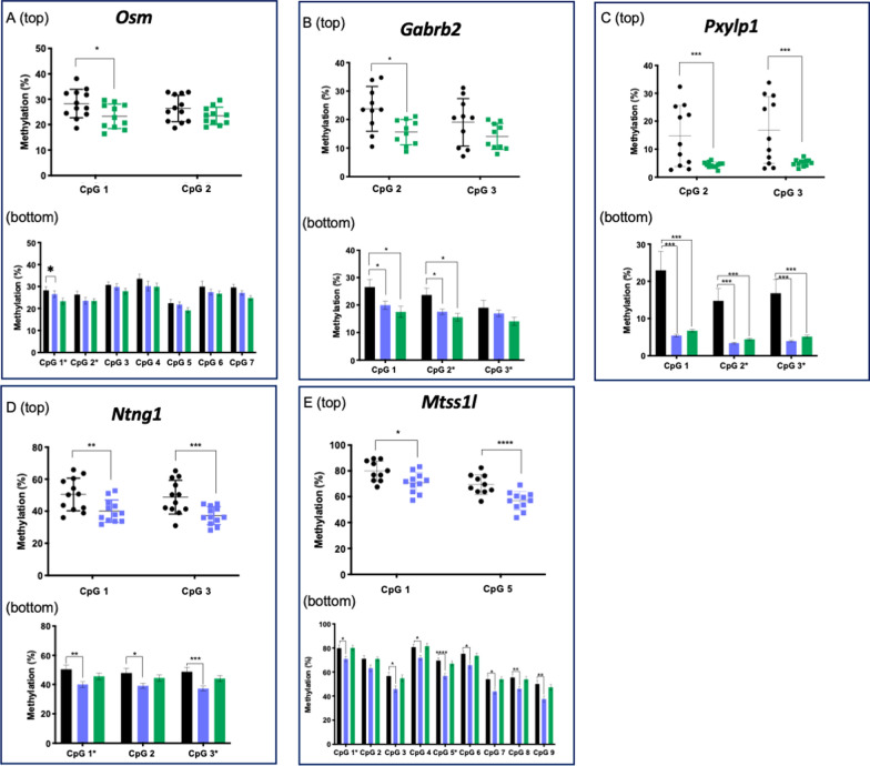 Bisulfite pyrosequencing of F0 sperm. Bisulfite pyrosequencing of CpG sites initially identified via WGBS as significantly differentially methylated between LE sperm and controls for A Osm, B Gabrb2, C Pxylp1, D Ntng1, E Mtss1l. (top) CpG sites on the x-axis correspond to those that were identified as significant by WGBS, and the measured methylation level is on the y-axis. Each point represents one individual. (bottom) CpG sites are labeled on the x-axis, mean methylation levels are plotted on the y-axis ± SEM. CpG sites labeled with “*” on the x-axis correspond to those identified via WGBS that were validated in the “top” part of the panel and are labeled with the same CpG number. Black, controls; blue, EE; green, LE. *p < 0.05, ** p < 0.01, ***p < 0.005