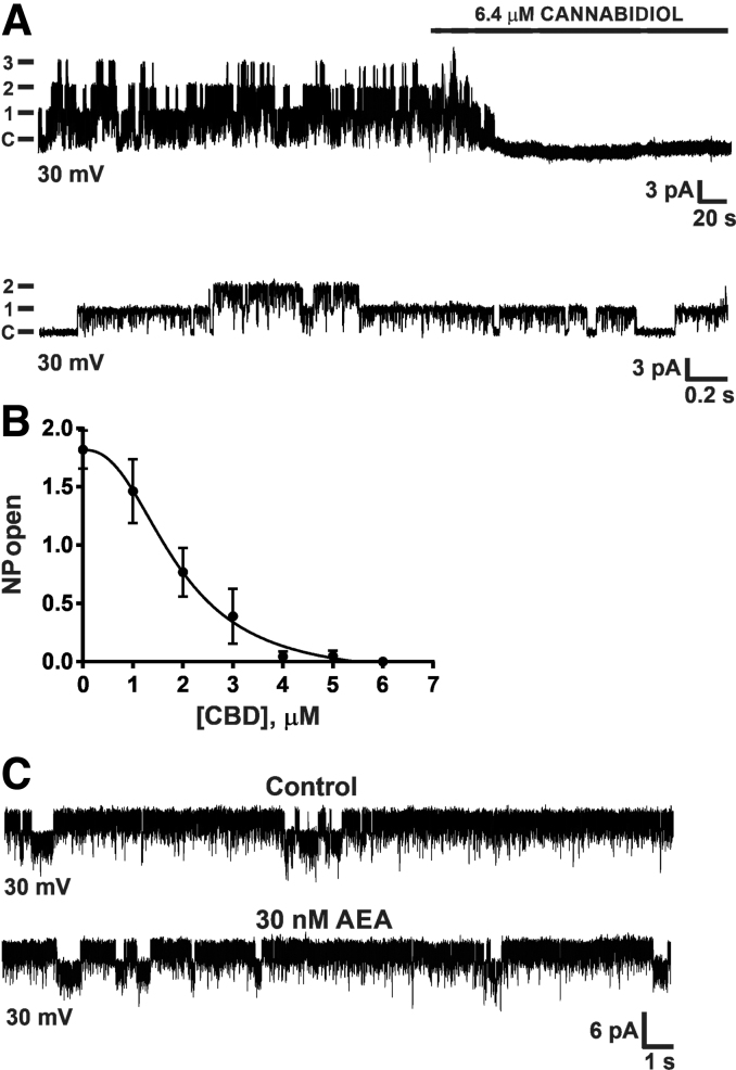 CBD potently blocks a novel mitochondrial inner membrane chloride channel. (A) Top graph is a representative mitoplast-attached recording at +30 mV, showing activity of three channels, each with a conductance of ∼100 pS. Addition of 6.4 μM CBD to the bath abolished channel activity. Bottom graph shows that channel activity was partially restored by washout. C=closed state (n=3 per group). (B) The concentration–response curve for the effect of CBD on the open probability (NP open) of a mitochondrial inner membrane chloride channel from acutely isolated Wistar rat brain mitochondria. At low micromolar concentrations, CBD potently inhibited the chloride channel with an IC50 of ∼1.9 μM. Data are pooled from 31 mitoplast recordings and expressed as mean±SEM. (C) The endogenous cannabinoid AEA does not affect mitochondrial chloride channel activity. Chloride channel activity before and after AEA. Top graph is baseline channel activity at +30 mV. Bottom graph is channel activity after bath application of AEA (30 nM; +30 mV; n=3 per group). AEA, anandamide.