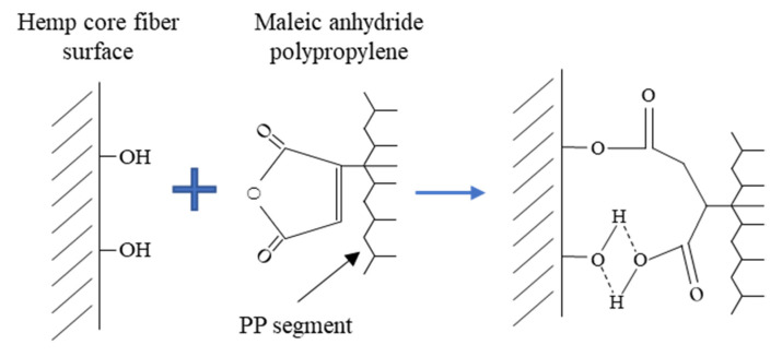 Illustration of MAPP’s interaction with hydroxyl groups at fiber’s surface.