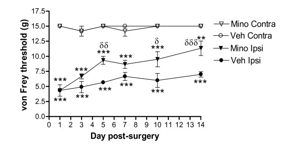 Chronic treatment with minocycline significantly attenuates spinal nerve ligation-induced reduction in mechanical paw withdrawal threshold. Minocycline (Mino, 30 mg/kg, ip) or vehicle (Veh, sterile water) was injected daily for 14 days and paw withdrawal threshold of the ipsilateral (Ipsi) and contralateral (Contra) hindpaw were measured using von Frey filaments (sham data not shown for clarity of figure). Data were analysed using 2-way ANOVA followed by Bonferroni's post-hoc tests, and are expressed as mean (± SEM, n = 6 rats/group). ** P < 0.01, *** P < 0.001 vs contralateral paw; δ P < 0.05, δδ P < 0.01, δδδ P < 0.001 vs vehicle-ipsilateral paw.