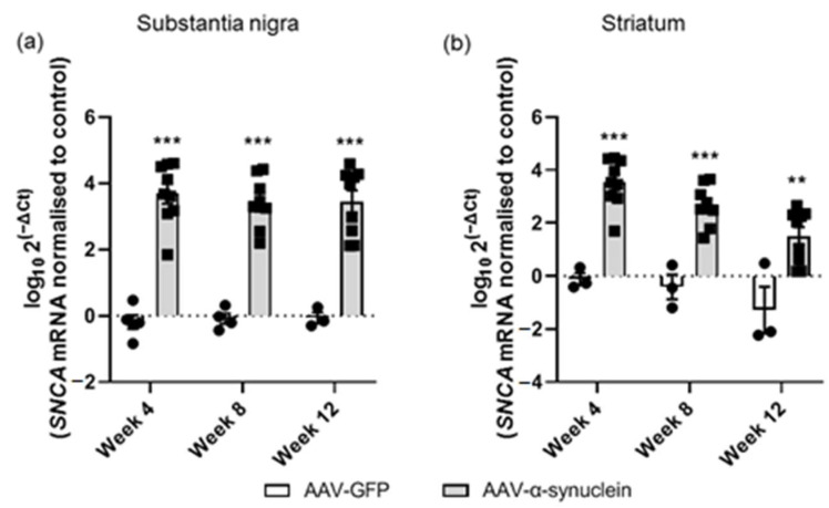 qRT-PCR analyses of human α-synuclein mRNA in the nigrostriatal pathway. The administration of AAV-α-synuclein induced a significant upregulation of human α-synuclein mRNA in (a) the substantia nigra and (b) in the striatum across all time-points. Data are represented as mean ± SEM with 3–9 animals per group. ** p < 0.01, *** p < 0.001 vs. AAV-GFP by two-way ANOVA with post hoc Tukey.