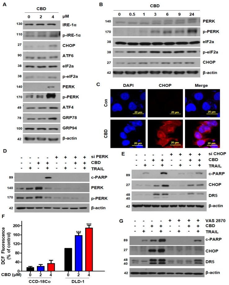 Cannabidiol induces ER stress in DLD-1 cells. (A) DLD-1 cells were treated with the indicated concentrations of cannabidiol for 24 h and expression levels of ER stress markers were analyzed by western blot. β-actin was used as a loading control. (B) Cells were treated with 4 µM cannabidiol for the indicated times. ER stress-related protein expression levels were determined by western blot. (C) Immunofluorescence of CHOP (red) and nucleus (blue) in DLD-1 cells exposed to cannabidiol (4 μM) for 24 h by confocal microscopy. (D) DLD-1 cells were transiently transfected with control siRNA and PERK siRNA. Twenty-four hours after transfection, cells were pretreated with or without 4 µM cannabidiol for 24 h and then treated with or without 10 ng/mL TRAIL for 4 h. Protein levels of PARP, PERK, p-PERK, and β-actin were determined by western blotting. (E) Cells were transiently transfected with control siRNA or CHOP siRNA and then treated with cannabidiol and/or TRAIL. PARP, CHOP, DR5, and β-actin protein expression levels were determined using western blot. (F) ROS production was assessed by DCFH-DA, following 0.5 h pre-treatment with 2, 4 μM of cannabidiol in CCD18-Co and DLD-1 cells. (G) Cells were pre-treated with 30 µM VAS 2870 for 30min and then treated with cannabidiol and/or TRAIL. *** p < 0.001. CBD, cannabidiol.