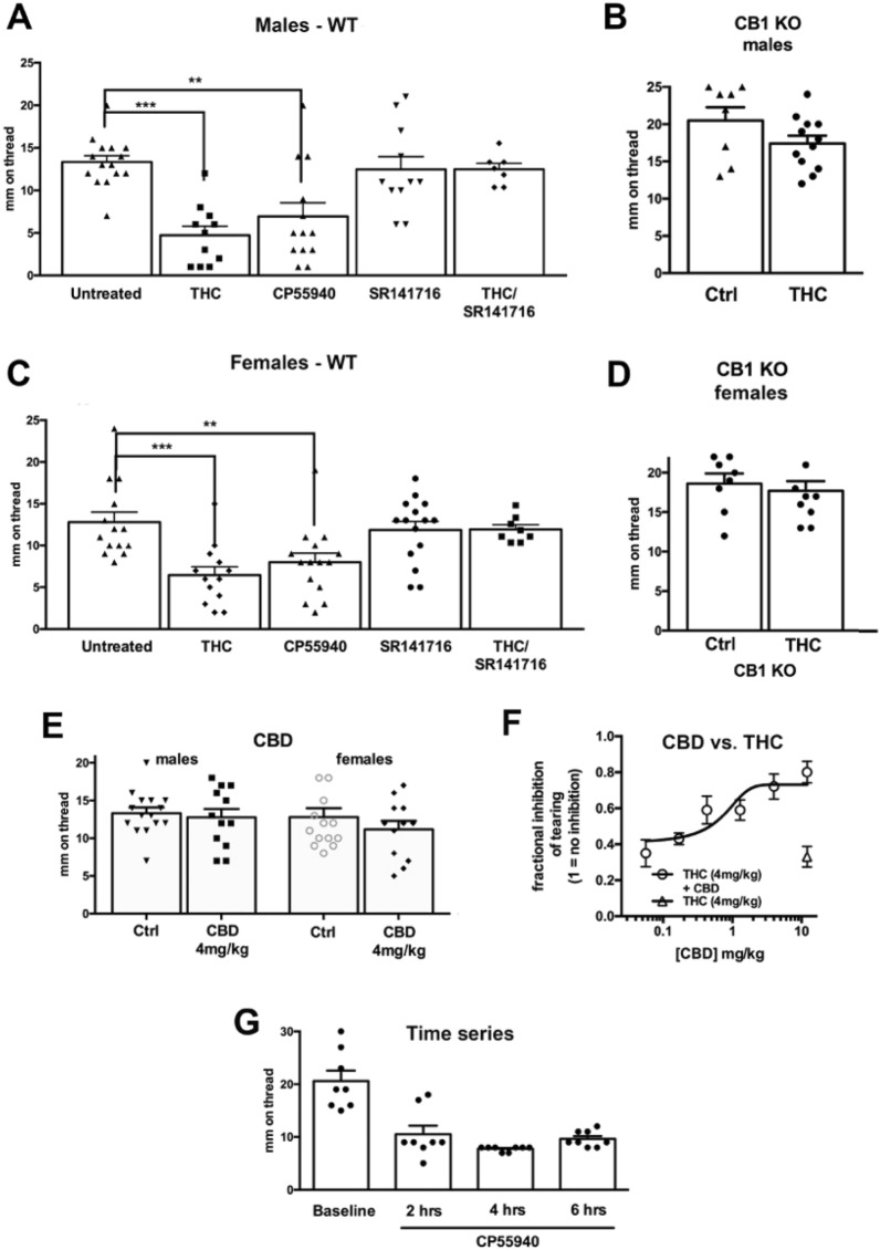 CB1 receptors regulate basal salivation. In male (A) and female (C) mice, THC (mg/kg, IP) or CP55940 (0.5 mg/kg) reduced basal salivation 1 h after treatment. The CB1 antagonist SR141716 (4 mg/kg) had no effect. (B,D) THC had no effect in CB1 knockout males (B) or females (D). (E) CBD (4 mg/kg) had no effect on salivation in males or females. (F) CBD reversed the effects of THC in a concentration-dependent manner. (G) Effect of CP55940 persists for at least six hours. **p < 0.01; ***p < 0.005, one-way ANOVA with Dunnett’s post-hoc test vs. control.