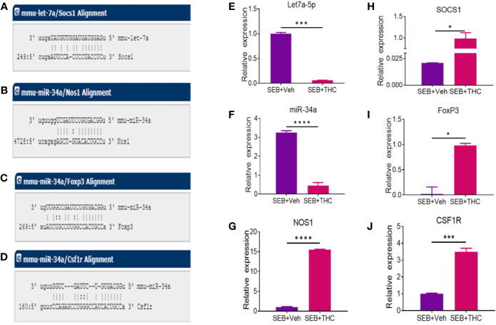 Validation of selective miRs and targeted genes: Groups of five mice were treated with SEB + Veh or SEB + THC as described in Figure 1 legend. MNCs from the lungs were isolated and screened for miR expression and inflammatory markers by quantitative RT-PCR. (A) Showing binding affinity between miR-let-7a-5p and SOCS1. (B–D) Showing binding affinity between miR-34a-5p and NOS1, FoxP3 and CSF1R. (E, F) Expression of miR-let-7a-5p and miR-34a-5p. (G–J) Expression of targeted genes NOS1, SOCS1, FoxP3 (I), and CSF1R (J) in lung infiltrated MNCs. Gene expression in panels (E–G) was calculated as relative gene expression (ΔCT). Statistical significances are depicted as *p < 0.05, ***p < 0.001, ****p < 0.0001 between the compared groups.