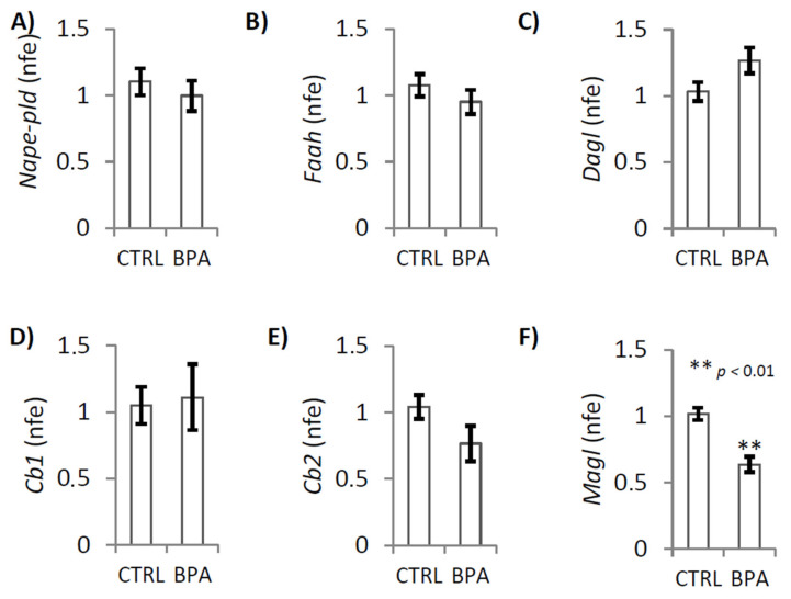 Gene expression analysis of ECS components in testis of male mice early-life exposed to vehicle (CTRL, n = 3/4) or BPA (BPA, n = 4) and sacrificed at 78 dpp. RTqPCR analysis of Nape-pld, Faah, Dagl, Cb1, Cb2, and Magl mRNA. Transcript amounts was reported as normalized fold expression (nfe) relatively to Rps18 gene (A–F). All the data were reported as mean value ± S.E.M. (**: p < 0.01).