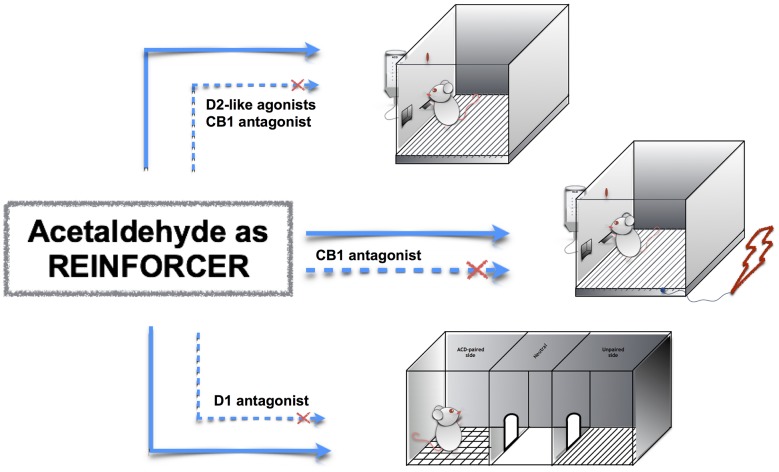 Acetaldehyde (ACD) motivational properties in operant responding, operant-conflict paradigm and conditioned place preference (CPP). ACD induces operant responding, operant-conflict behavior and CPP (top to bottom, straight lines); the pharmacological modulation of dopamine and endocannabinoid receptors controls ACD-induced behaviors (dashed lines).